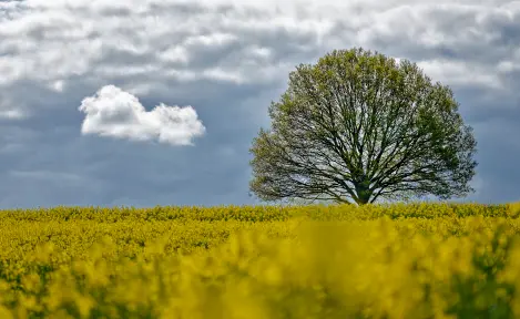 by Thomas Steffen